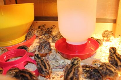 Japanese Quail or Jumbo Brown Coturnix Quail Chicks