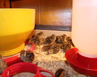 Japanese Quail or Jumbo Brown Coturnix Quail Chicks