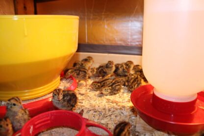 Japanese Quail or Jumbo Brown Coturnix Quail Chicks