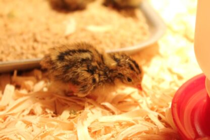 Japanese Quail or Jumbo Brown Coturnix Quail Chick