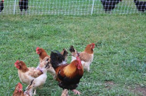 French Wheaten Marans