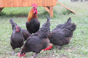 French Black Copper Marans