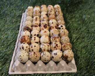 Wholesale Quail Eggs