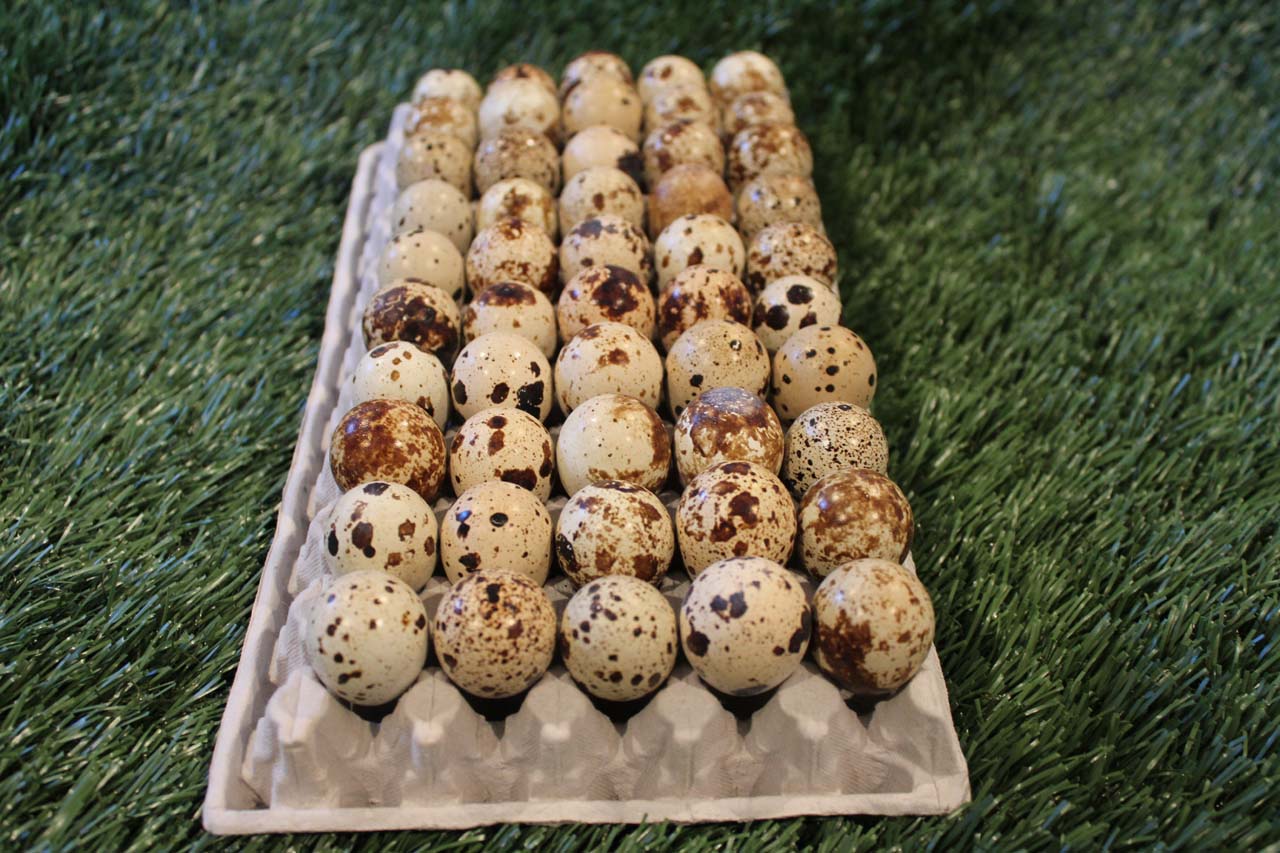 Japanese Quail Hatching Eggs