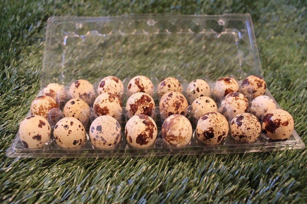 2 doz Quail Eggs