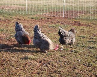 French Blue Copper Marans