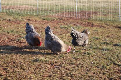 French Blue Copper Marans